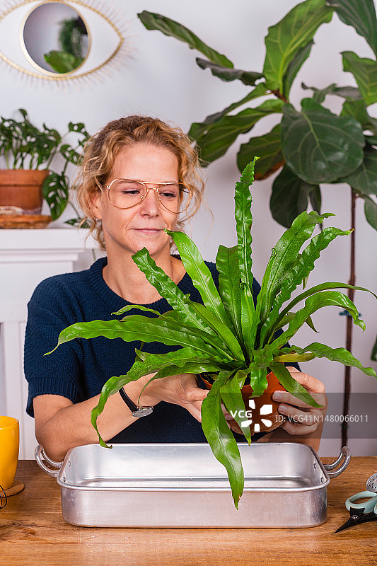 女人在家给植物换盆图片素材