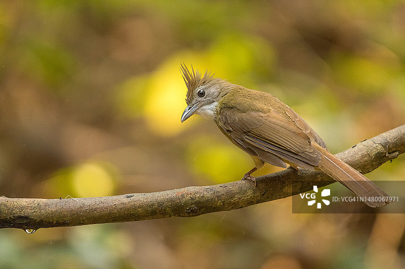 领须鹎图片素材