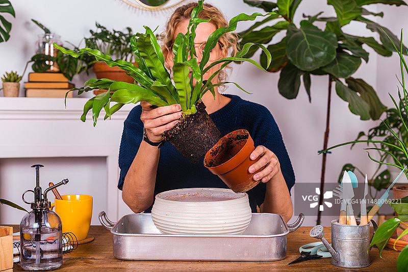 女人在家给植物换盆图片素材