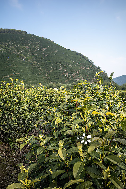 山谷中的白茶种植园图片素材