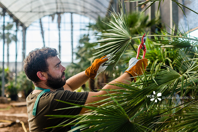 年轻男人在棕榈树苗圃工作图片素材
