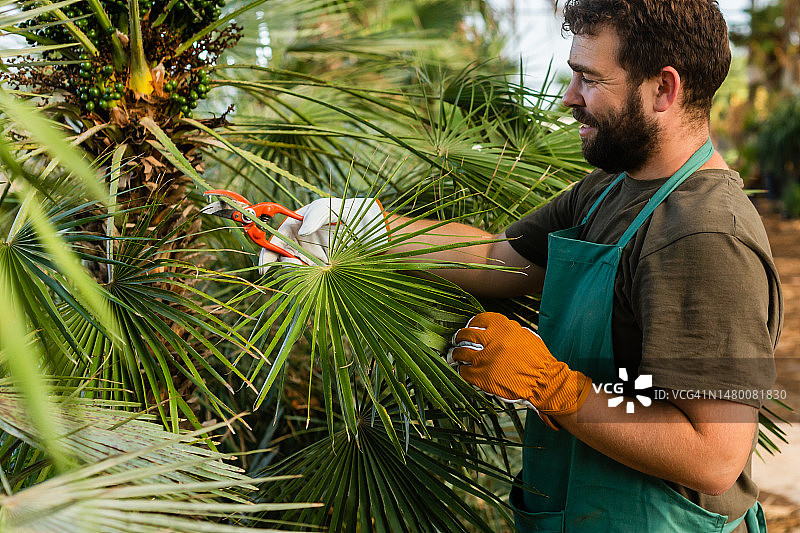 年轻男人在棕榈树苗圃工作图片素材
