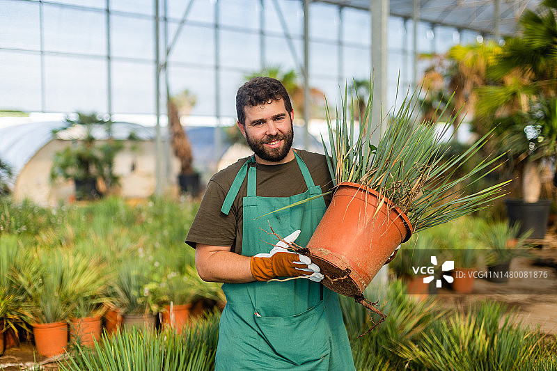 年轻男人在棕榈树苗圃工作图片素材