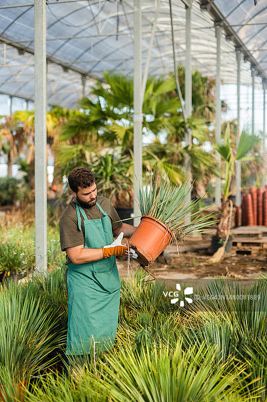 年轻男人在棕榈树苗圃工作图片素材
