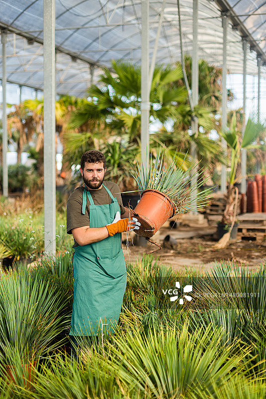 年轻男人在棕榈树苗圃工作图片素材