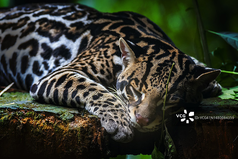 虎猫在黑暗雨林中休息图片素材