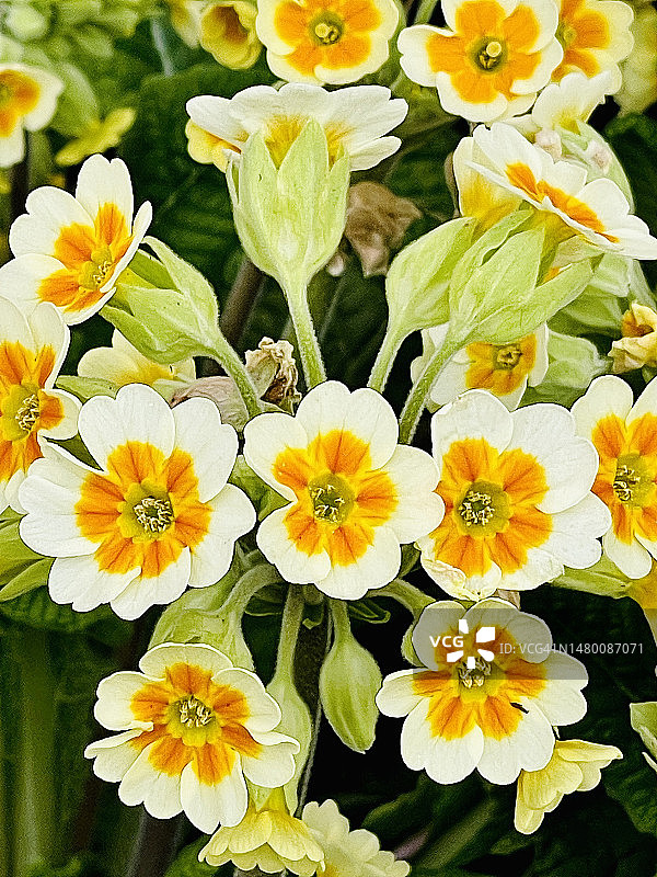 盛开的黄色报春花特写图片素材