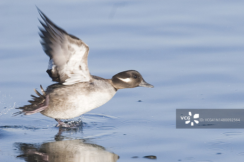 正在起飞的角头绒鸭雌鸟图片素材