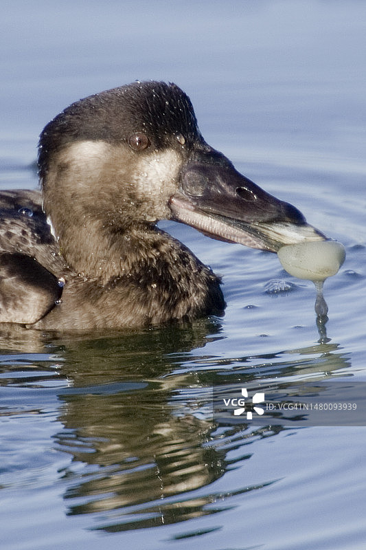 雌性黑海番鸭吃蛤蜊特写图片素材