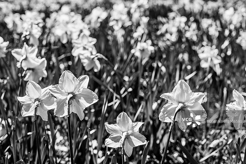 黑白水仙花图片素材