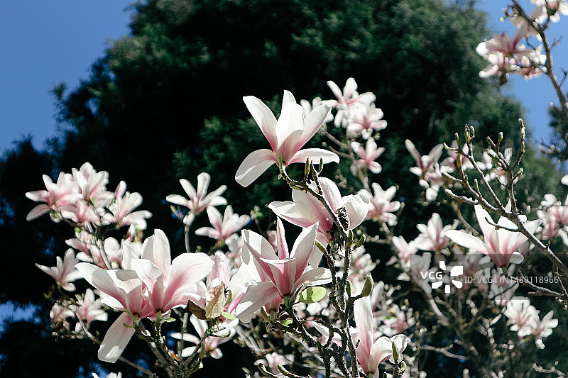 粉红色开花植物的特写图片素材