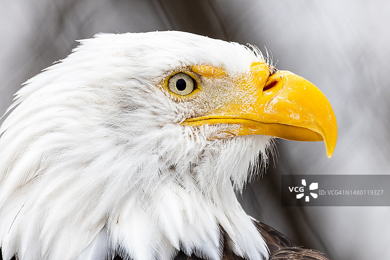 加拿大魁北克的秃鹰特写图片素材