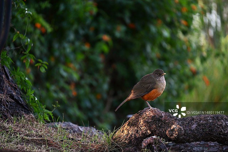 特写：歌鸫栖息在树上，乌拉圭卡内洛内斯图片素材