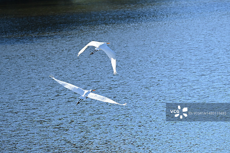 乌拉圭卡内洛内斯省海鸥飞翔高角度景观图片素材