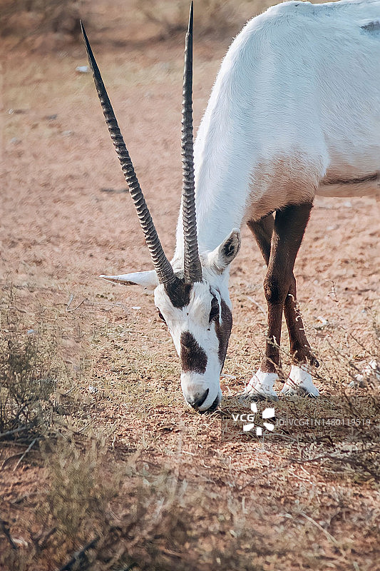 山羊站在田野上（高角度拍摄）图片素材