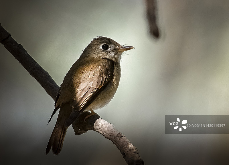 栖息在树枝上的鸣鹟特写，巴基斯坦图片素材
