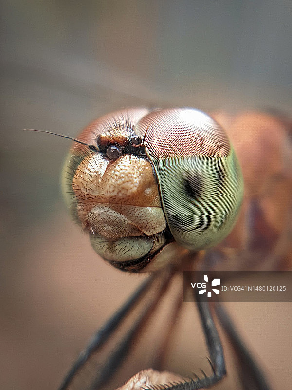 孟加拉国，昆虫的特写图片素材