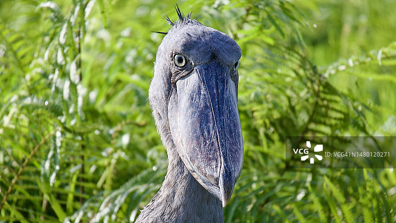 鲸头鹳栖息在树上的特写图片素材