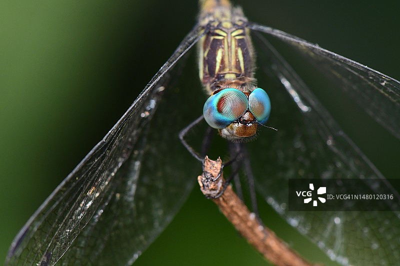 小树枝上蜻蜓的特写图片素材