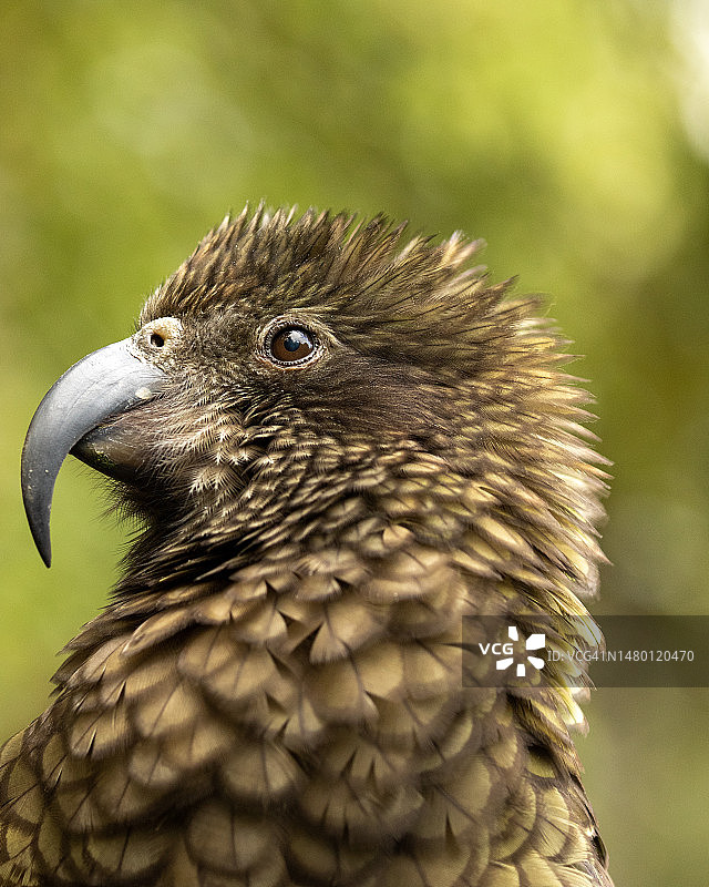 老鹰特写，新西兰奥克兰图片素材