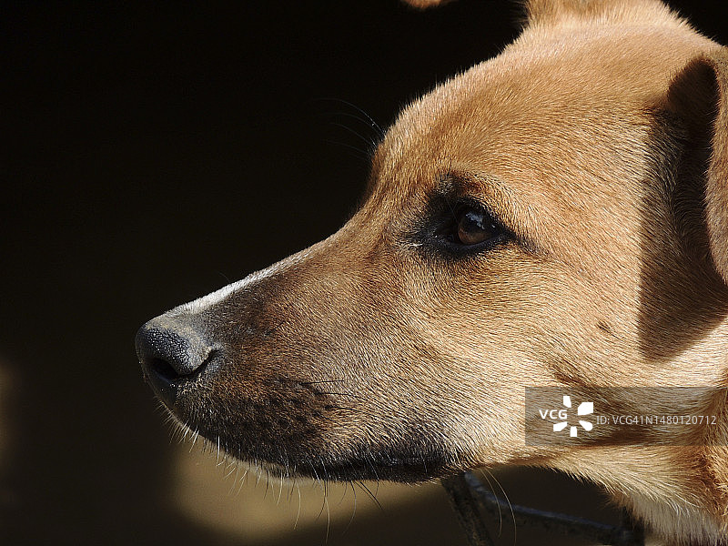 眺望远方的狗特写，巴西里约格朗德达塞拉图片素材