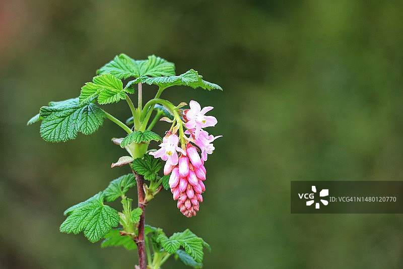 粉红色开花植物的特写图片素材