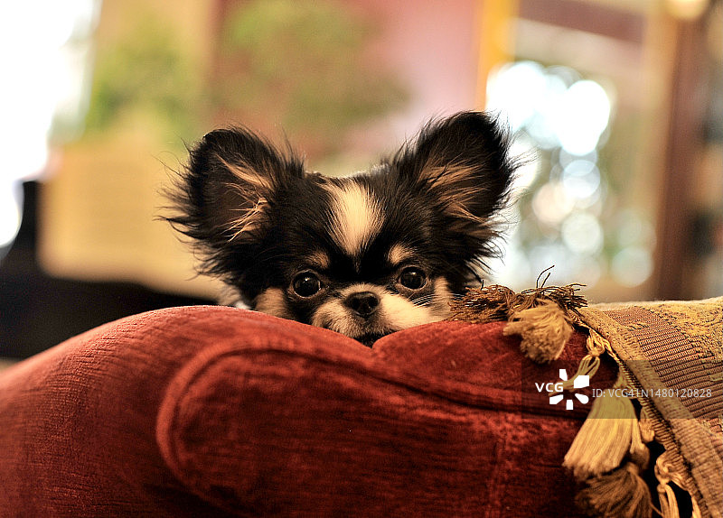 特写：吉娃娃在家中放松，马德里，西班牙图片素材