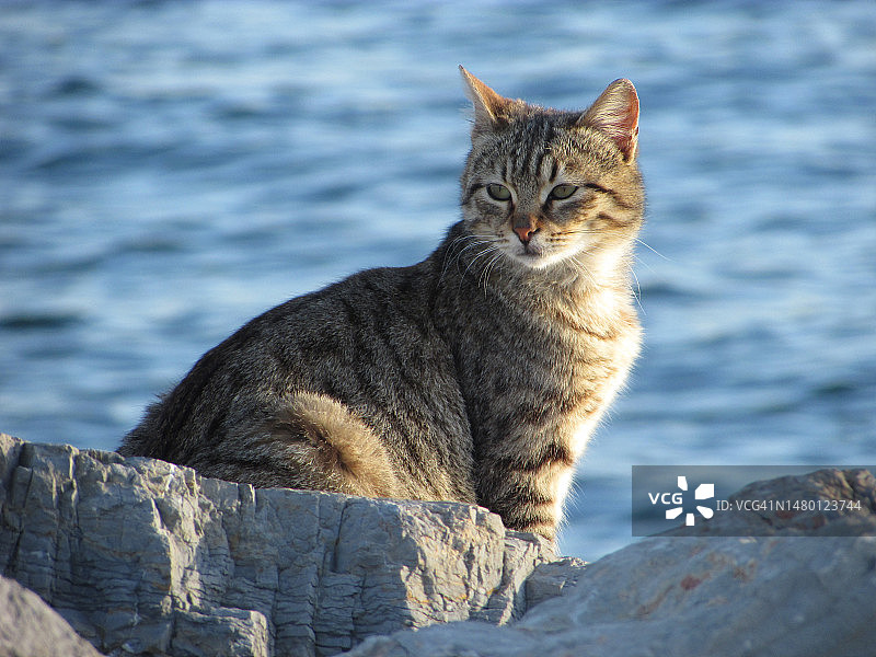 猫咪坐在土耳其海边岩石上的照片图片素材