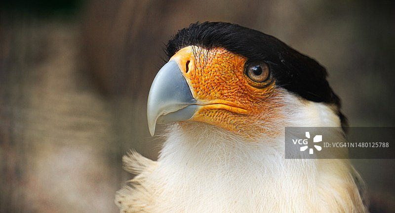 正在观望的卡拉鹰捕食特写图片素材