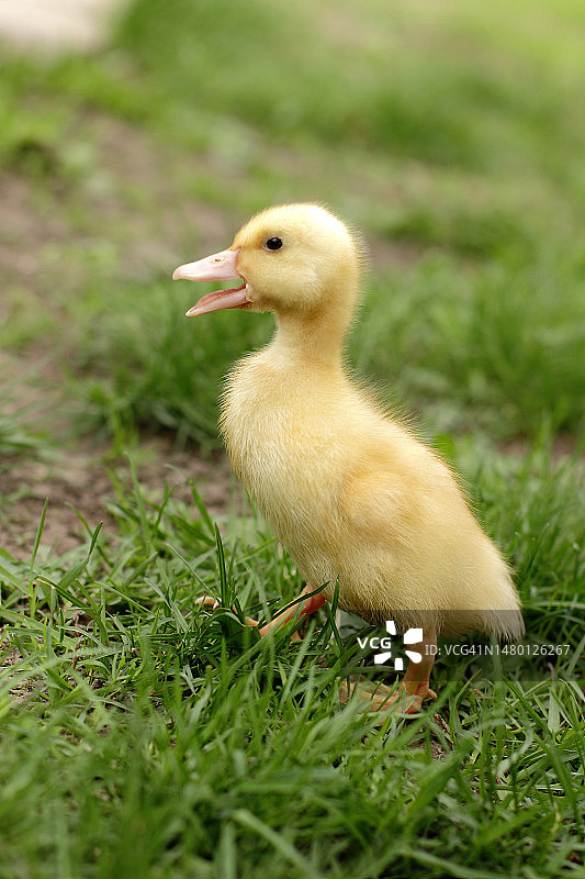 户外绿草地上可爱的小鸭子（罗马尼亚）图片素材