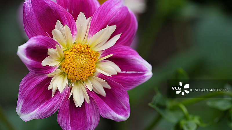 谢珀顿维多利亚州粉色花朵特写图片素材