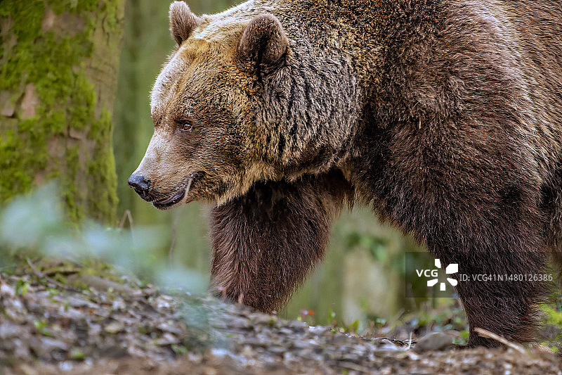 德国伍珀塔尔Hubertusallee原野上棕色棕熊站立的特写图片素材