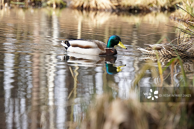 波兰雷布尼克湖中游泳的绿头鸭特写图片素材