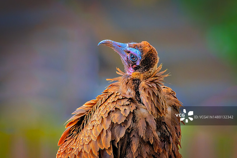 秃鹰栖息在树枝上的特写，美国图片素材