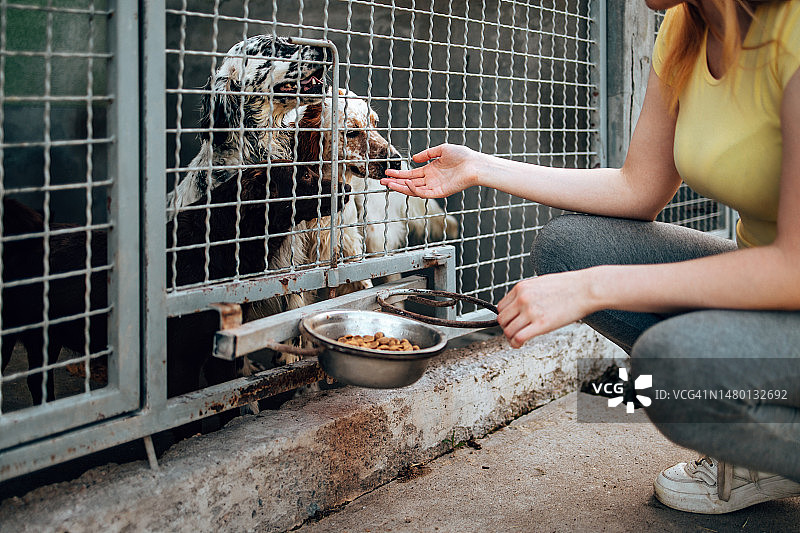 在动物收容所的年轻女人图片素材