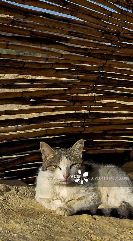 摩洛哥，躺着的猫图片素材