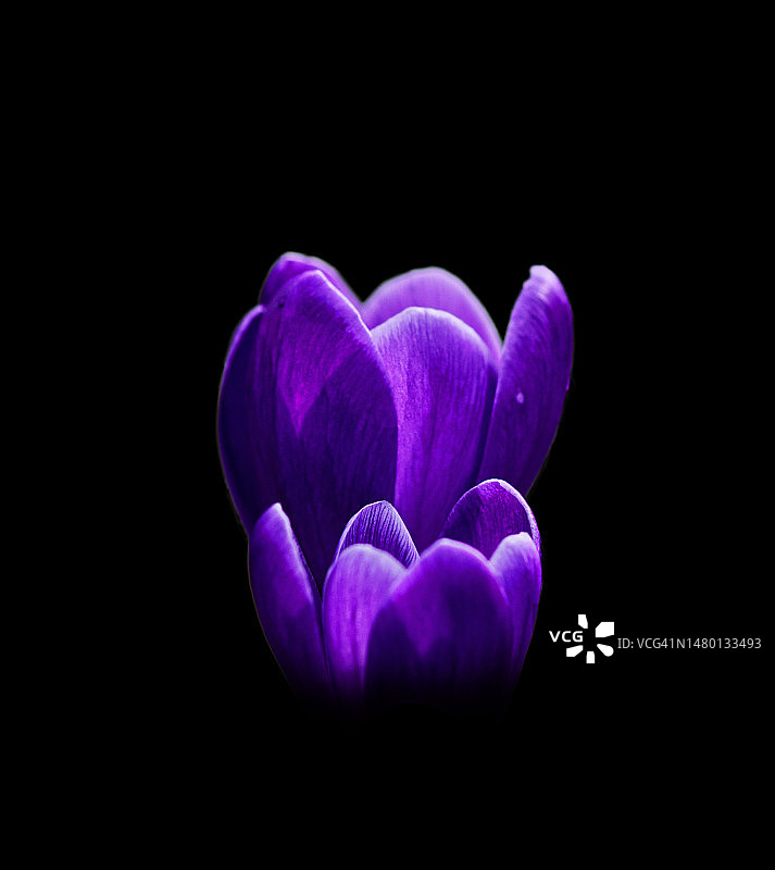 紫色花朵的特写，黑色背景，英国科尔切斯特斯坦威图片素材