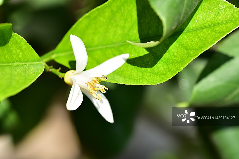 非常漂亮的彩色夏季花在我的花园里，塞尔维亚图片素材