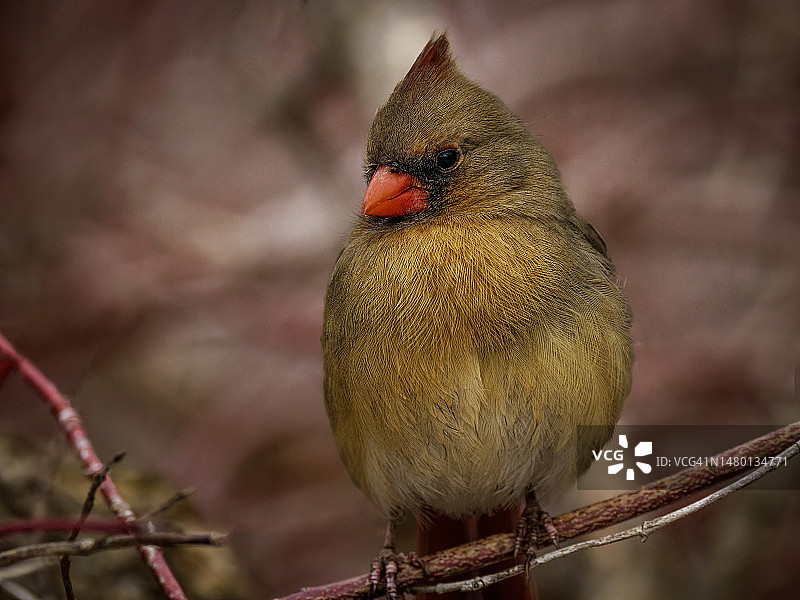 栖息在树枝上的雌性北美红雀特写，加拿大安大略省汉密尔顿图片素材