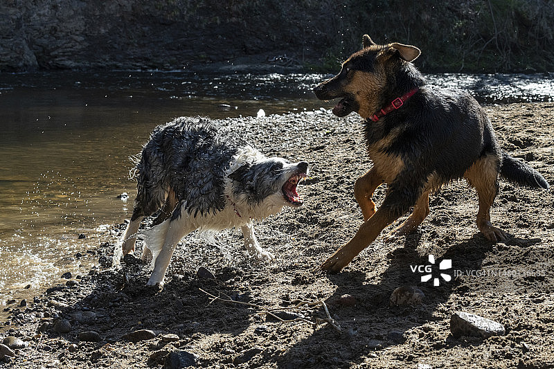 老狗训斥吵闹的小狗图片素材