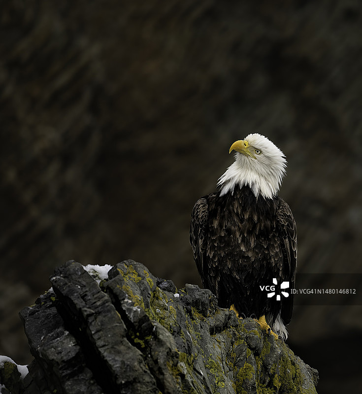 阿拉斯加的秃鹰图片素材