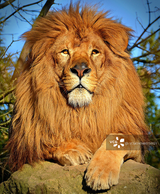 狮子肖像，法国图片素材