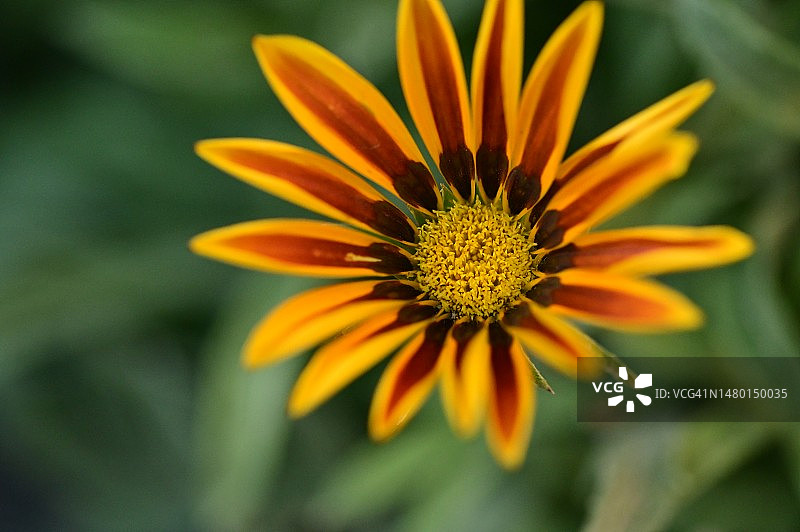 塞尔维亚家中炎热的夏日图片素材