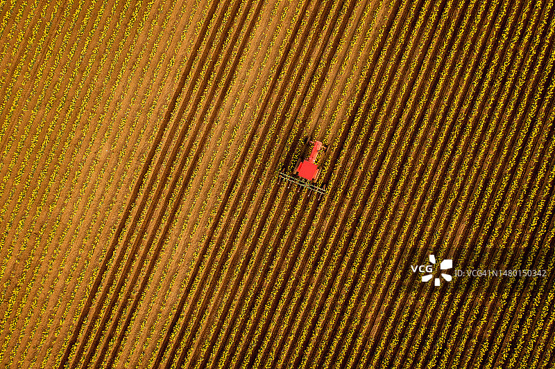 美国华盛顿州弗农山水仙花田中红色拖拉机耕作鸟瞰图图片素材