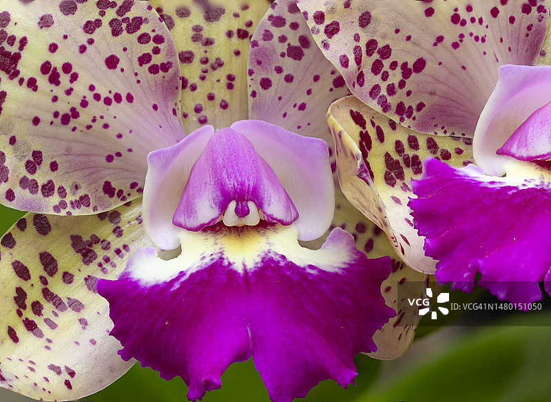 巴西粉色兰花特写图片素材