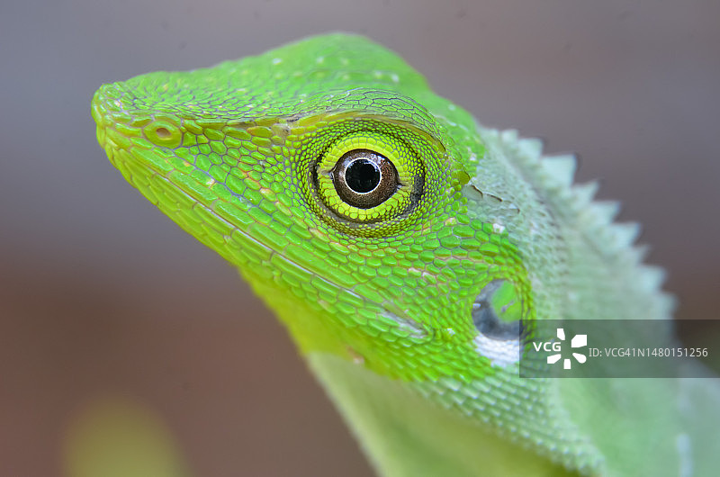 绿色鬣蜥特写图片素材
