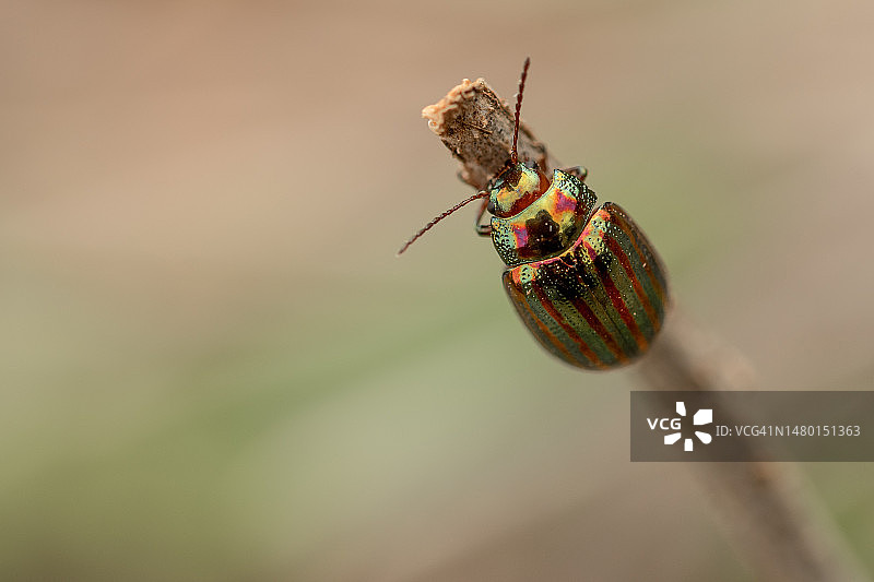 植物上昆虫的特写，西班牙巴塞罗那图片素材