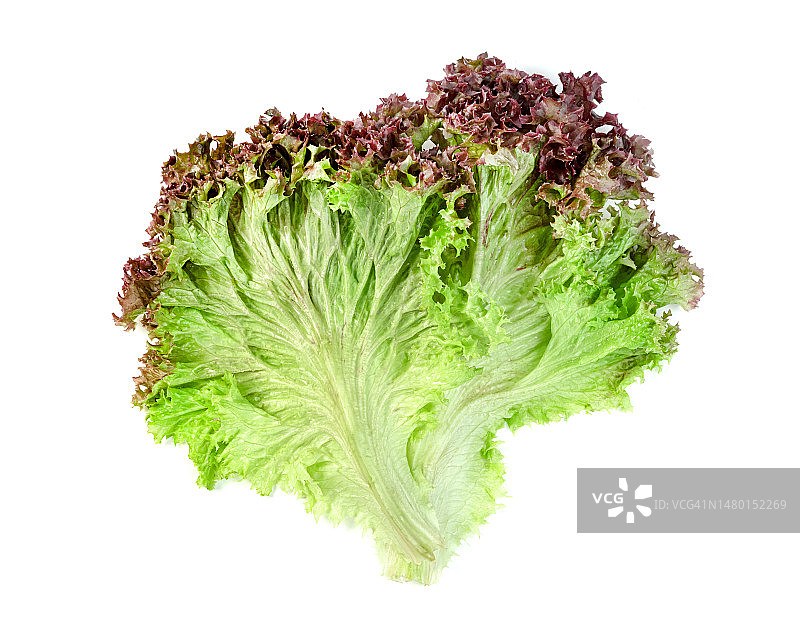 白色背景下的红色珊瑚生菜图片素材