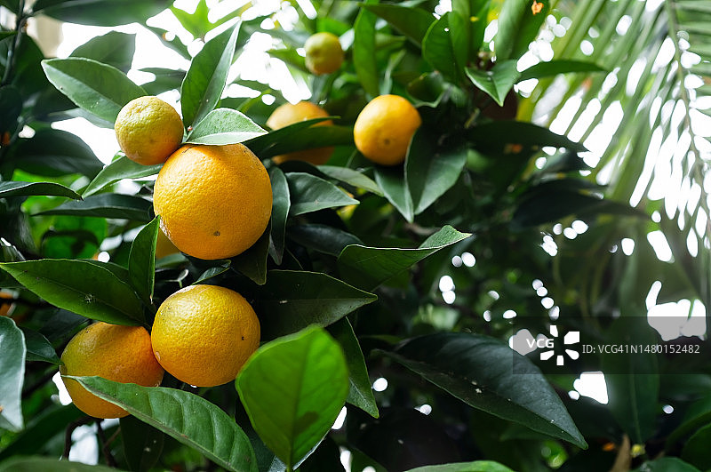 绿叶枝条上的甜橙或柑橘，背景是棕榈叶，罗马尼亚图片素材