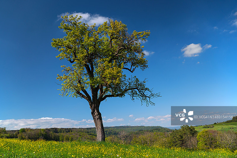 瑞士沃尔芬斯希森的蓝天旷野美景图片素材